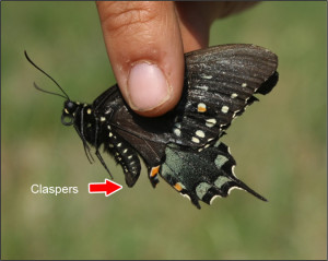 Male Spicebush Swallowtail 