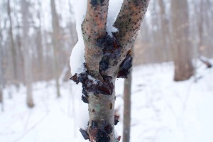 jelly fungus