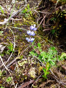 The one plant I could confidently identify, lupine.