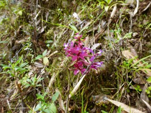 One of may orchids we saw.