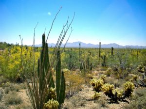 Typical Sonoran Desert landscape.