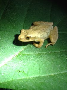 A spring peeper I recently found one evening in Happy Valley Forest.