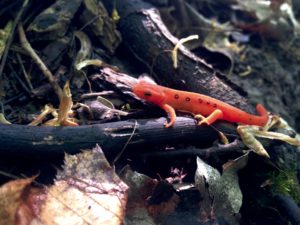Red eft, the juvenile stage of the eastern newt, common in Happy Valley Forest