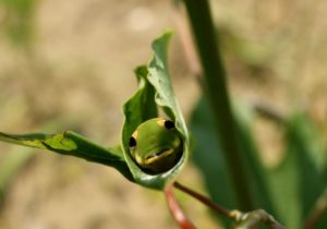 Spicebush caterpillar 