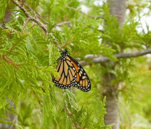 Monarch butterfly