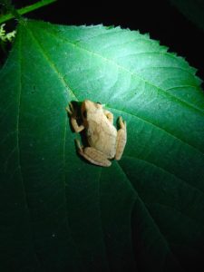 Spring peeper