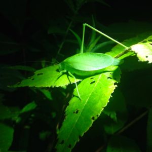 Katydid