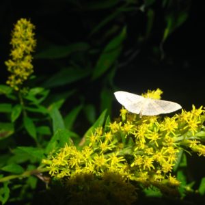 Moth on golden rod