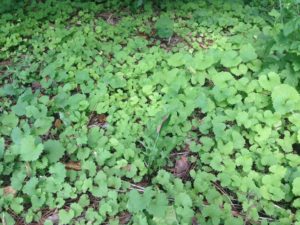 Garlic mustard, one of the worst invasive species in southern and eastern Ontario.