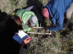 Identifying plants on the tundra