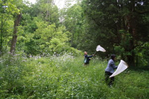 'Catching' butterflies.